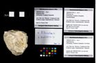 Foto (Objekt + Etikett) von Gastrodorus sp.  (NHMW-GEO-1990-0041-2557b)